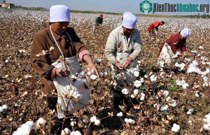 Nông dân thu hoạch bông ở khu tự trị Tân Cương, Tây Bắc Trung Quốc.