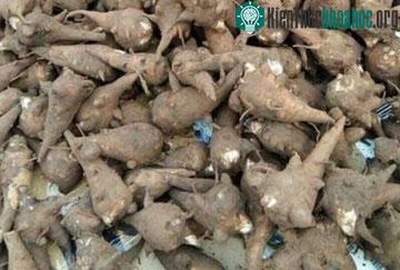 Củ ấu tàu chứa chất độc aconitin có thể gây nguy hiểm tính mạng.