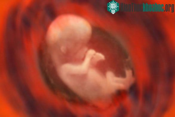 Các nhà khoa học đã xác nhận khả năng tế bào ung thư truyền từ mẹ sang con qua nhau thai.