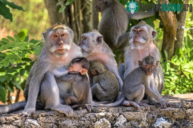 Kỹ năng đánh giá giá trị món đồ được khỉ ở đền Uluwatu truyền từ đời này sang đời khác.