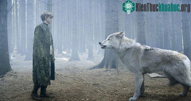 Sói Dire được mô tả như một sinh vật thần thoại trong "Game of Thrones"