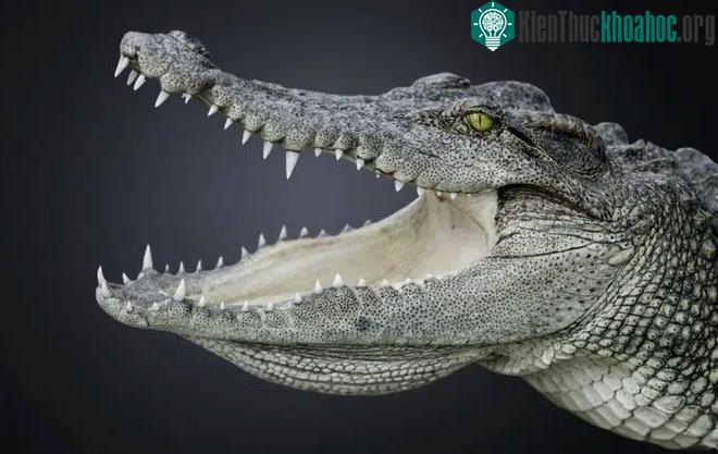 Những con cá sấu từ thời khủng long này vẫn trông giống cá sấu ngày nay.