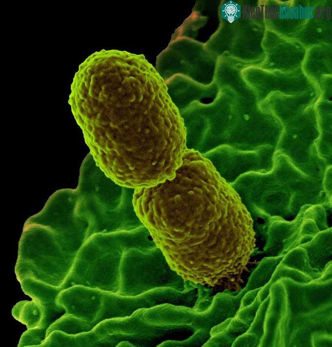 Ảnh hiển vi cho thấy Klebsiella pneumoniae tấn công một bạch cầu trung tính ở người.