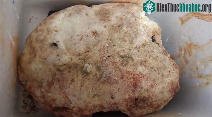Long diên hương thường được tìm thấy ở dạng tảng, cục.