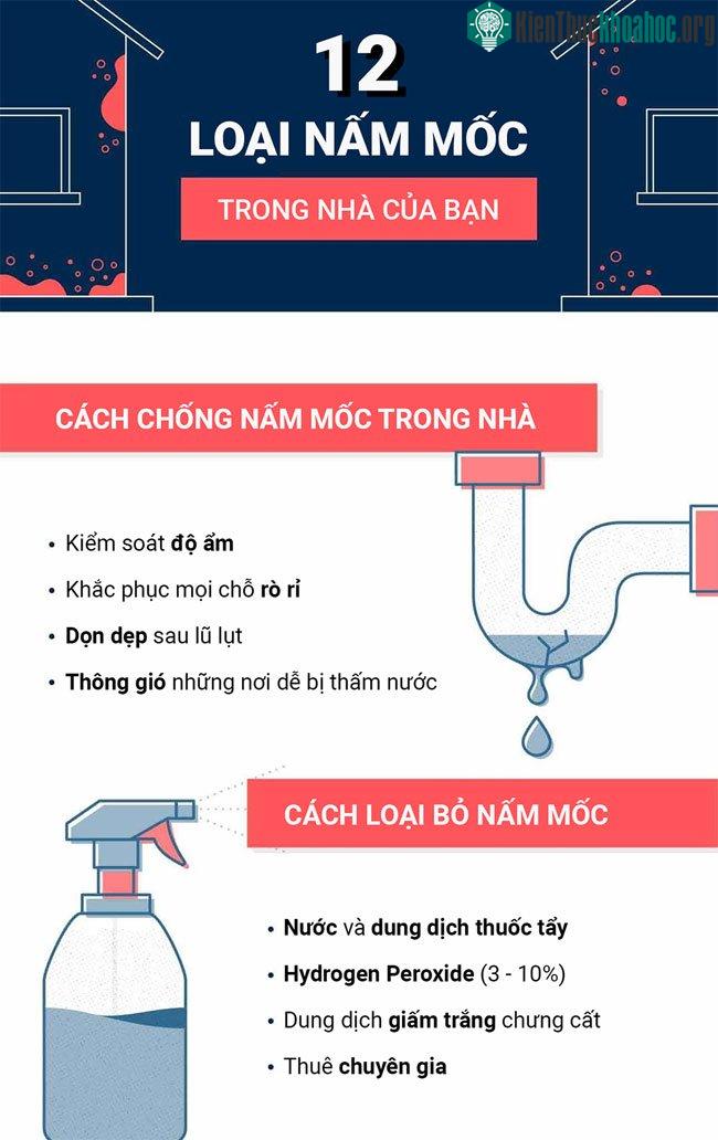 Top 12 loại nấm mốc thường thấy trong nhà và mức độ nguy hiểm của chúng ảnh 0