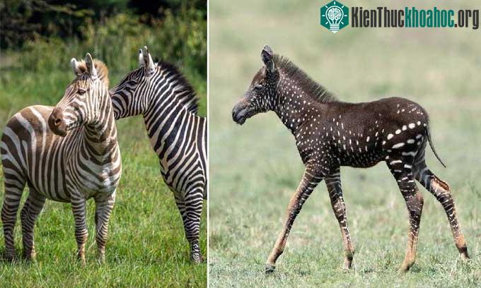 Ngựa vằn đột biến gene tăng nhiều bất thường ảnh 0
