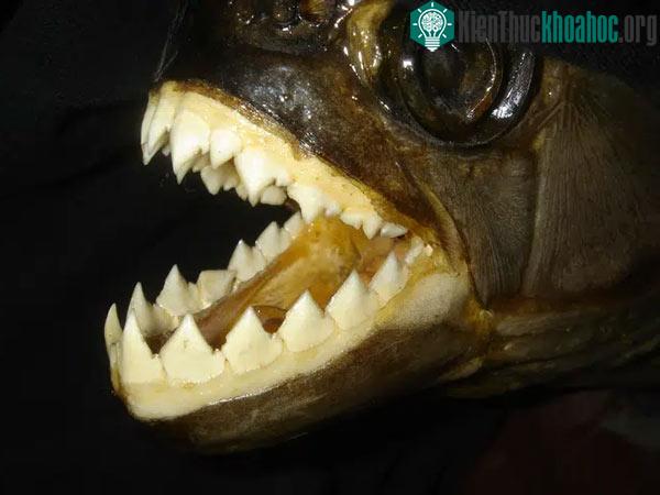 Cá Piranha đen