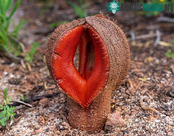 Hoa của Hydnora africana dày và mọng nước.