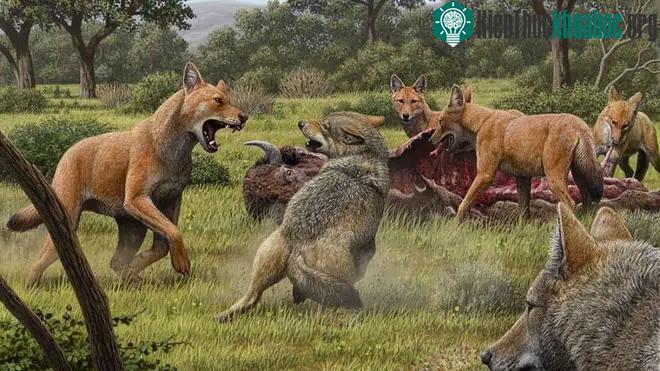 Giới nghiên cứu đã nhầm, Dire Wolves hoàn toàn không phải là sói ảnh 0