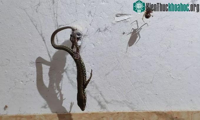 Nhện Steatoda triangulosa kéo thằn lằn Podarcis muralis bằng kỹ thuật nâng.