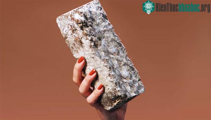 Vật liệu làm từ sợi nấm, với nhiều loại nấm đa dạng có thể giúp xoay chuyển tình thế.