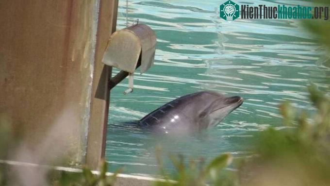 Số phận của cá heo cô đơn nhất thế giới ảnh 0