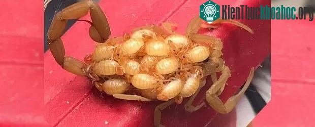 Bọ cạp mẹ cõng đàn con trên lưng.