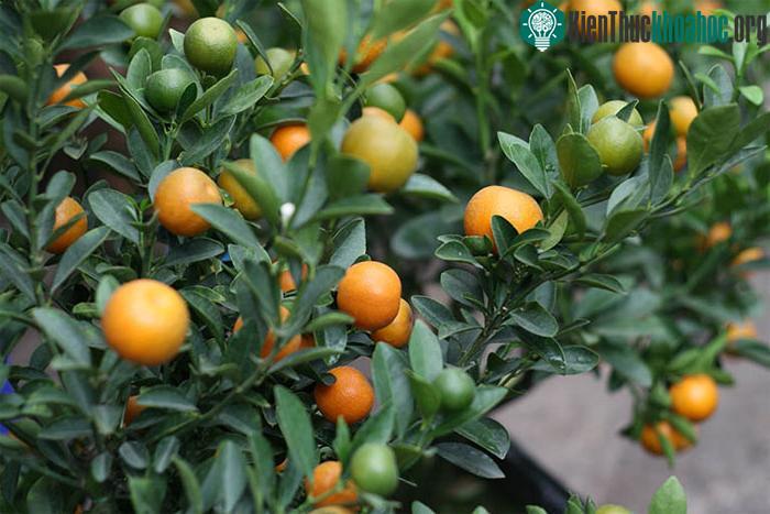 Quả quất là nguồn vitamin C và E dồi dào, thích hợp để làm món ăn nhẹ ngày xuân.