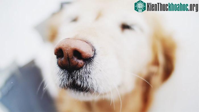 Chó có khả năng đánh hơi nhiều loại bệnh vô cùng chính xác.
