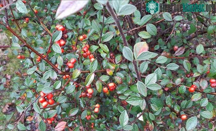 Loài cây bụi bêri (cotoneaster).