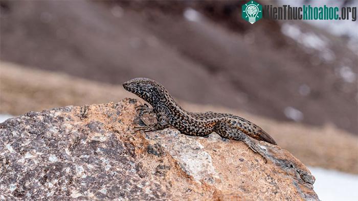 Thằn lằn Liolaemus tacnae