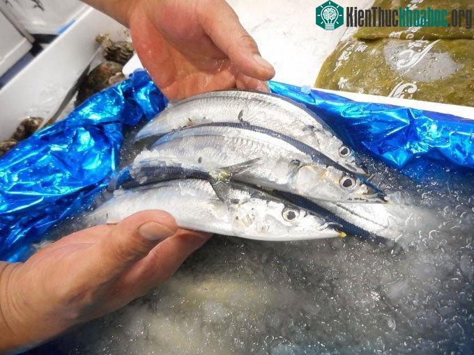Cận cảnh loài cá thu đao Thái Bình Dương.