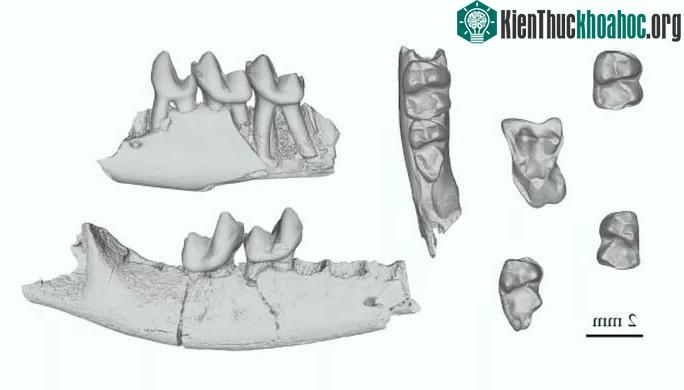 Một số mảnh hóa thạch được tìm thấy