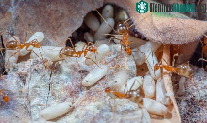 Kiến vàng điên là một trong những loài xâm lấn nguy hiểm nhất thế giới