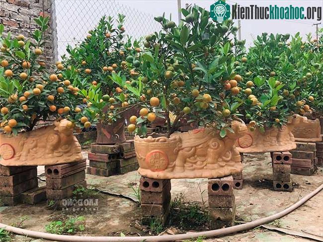 Cây non đã được đặt vào trong chậu để chăm bón và uốn thế kỹ lưỡng.