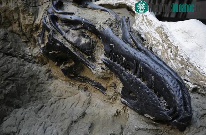 Hàm và hộp sọ của chú T. Rex.