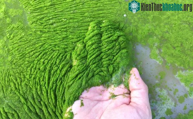 Tảo lam được coi là vi khuẩn độc hại