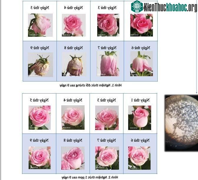 Kết quả thí nghiệm quá trình héo của hoa hồng trong 9 ngày