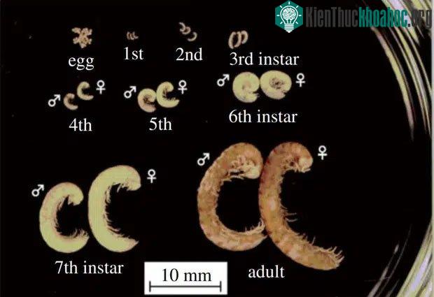 8 giai đoạn phát triển của cuốn chiếu.