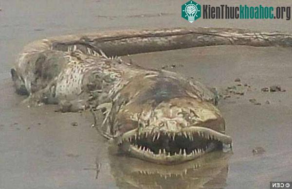 Cận cảnh xác sinh vật lạ kì dị