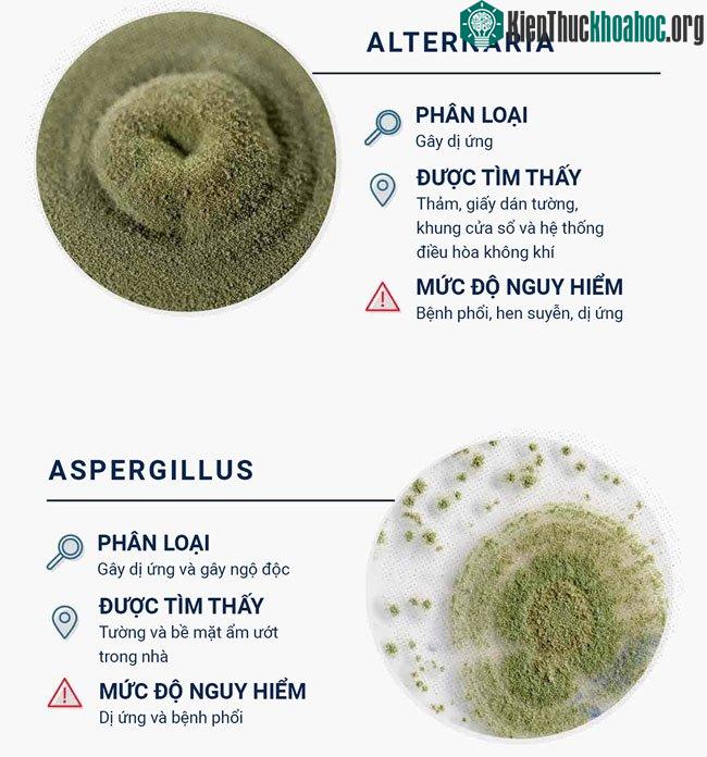 Top 12 loại nấm mốc thường thấy trong nhà và mức độ nguy hiểm của chúng ảnh 1