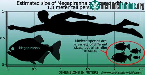 So sánh kích thước của Megapiranha với một người cao 1,8 mét
