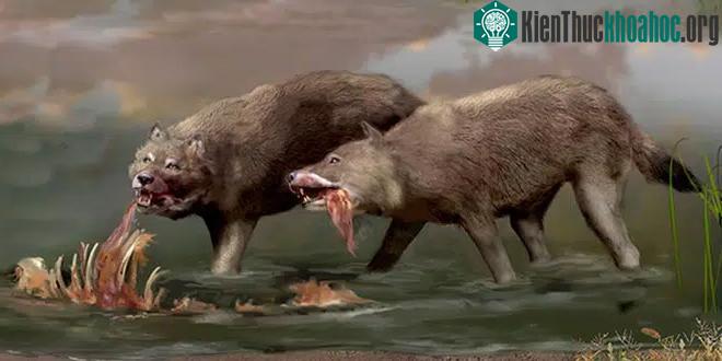Giới nghiên cứu đã nhầm, Dire Wolves hoàn toàn không phải là sói ảnh 1