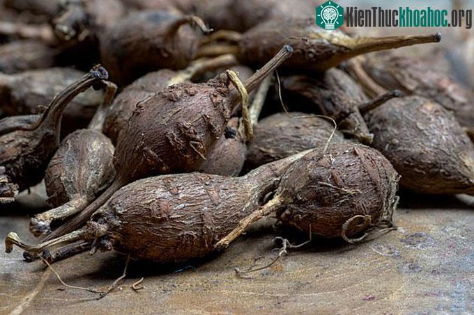 Củ của cây đậu khoai tây.