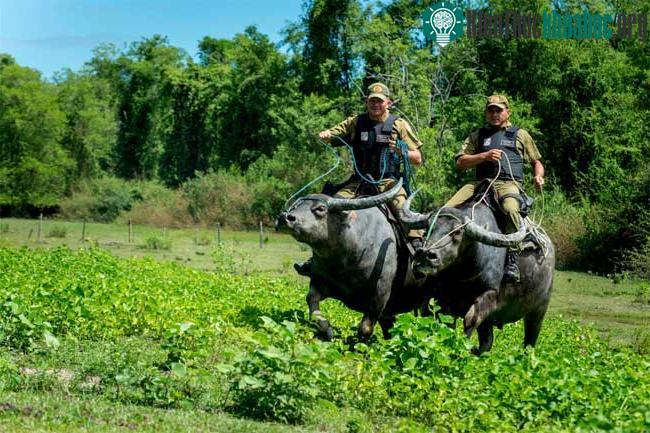 Quân cảnh cưỡi trâu trên hòn đảo Marajo (Brazil).
