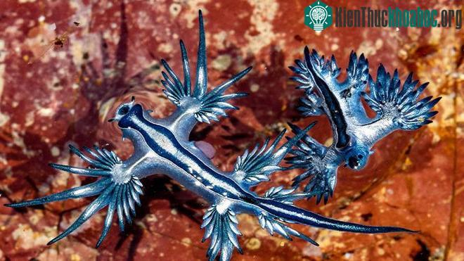 Rồng xanh - có tên chính thức là Glaucus marginatus