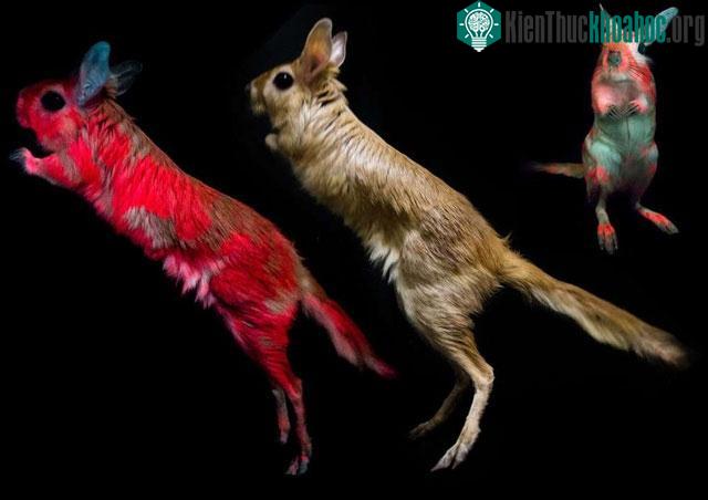 Phát hiện loài động vật mới có khả năng phát quang sinh học trong bóng tối ảnh 1