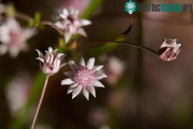 Một con ong đậu trên một bông hoa bích thảo trong công viên quốc gia Blue Mountains.