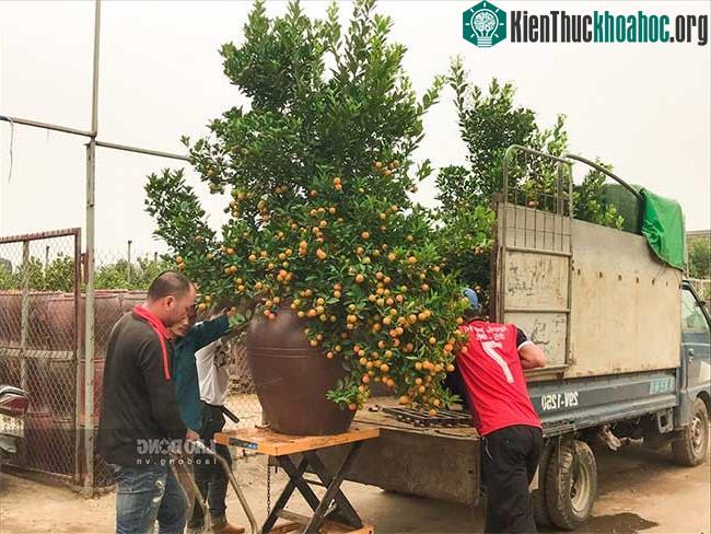 Khung cảnh vận chuyển quất cảnh trở nên tấp nập tại các nhà vườn.