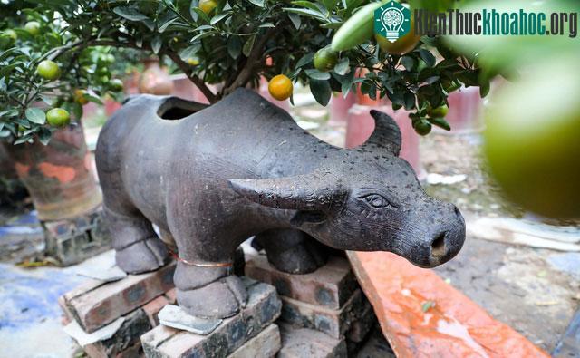 Quất cảnh Tết 2021: Trâu vàng cõng quất bonsai rộn ràng xuống phố ảnh 11
