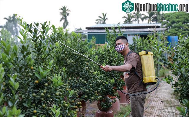 Quất cảnh Tết 2021: Trâu vàng cõng quất bonsai rộn ràng xuống phố ảnh 12