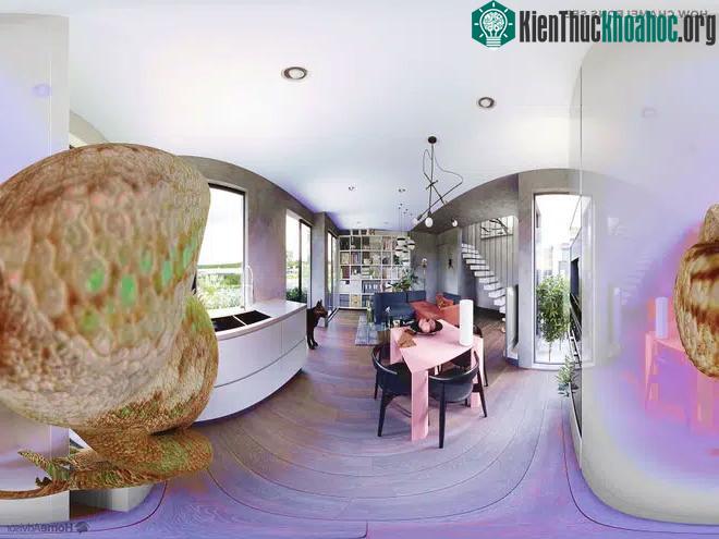 Tầm nhìn của một con tác kè hoa