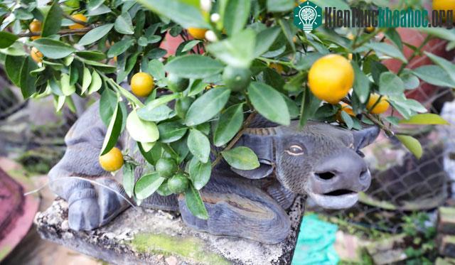 Cây quất bonsai này sẽ được trồng trong chậu khi cây còn bé