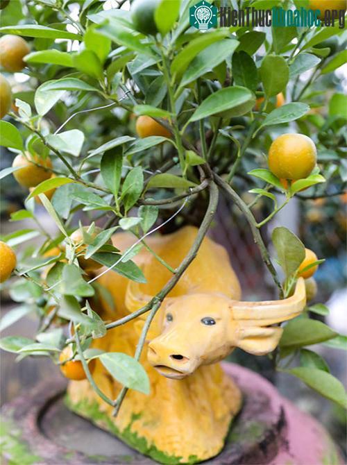 Quất cảnh Tết 2021: Trâu vàng cõng quất bonsai rộn ràng xuống phố ảnh 15