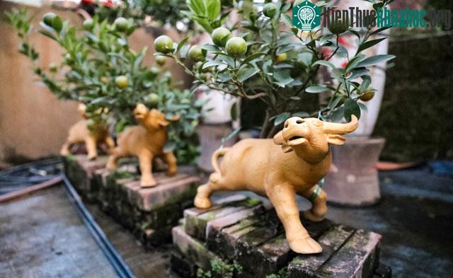 Từ những bình quất cỡ nhỏ có giá từ 2 triệu đồng