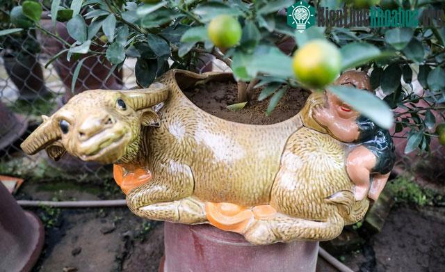 Hầu hết các chậu cảnh để trồng quất đều được chủ vườn nhập từ làng gốm Bát Tràng.