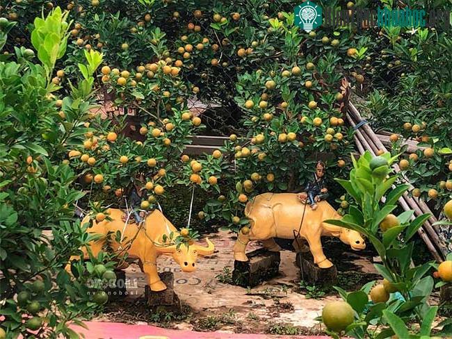 Để trồng được quất trong chậu nhỏ yêu cầu tay nghề người làm vườn khá cao