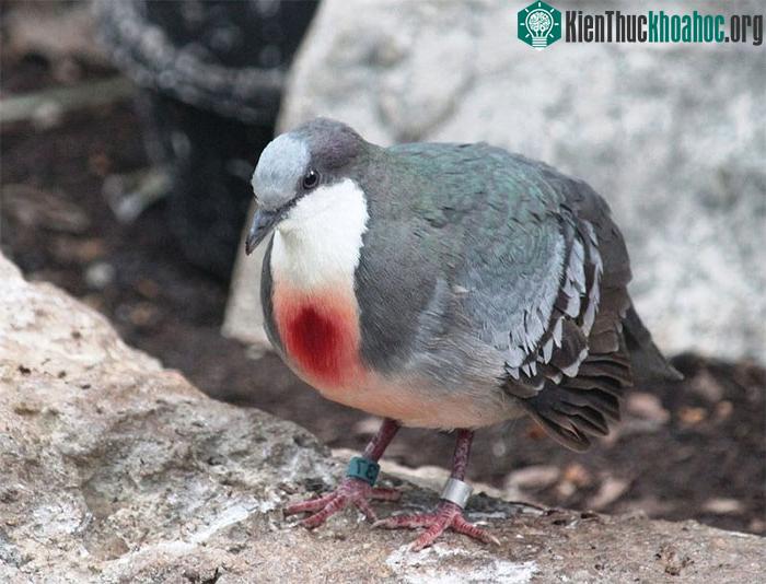 Chim bồ câu có đeo số để theo dõi nghiên cứu.