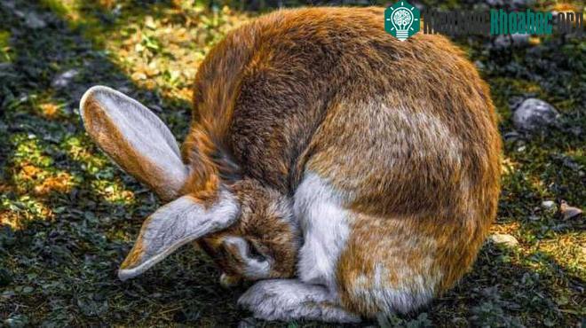 Hành vi ăn phân tươi của chính mình là một phần trong "văn hóa" tiêu hóa của loài thỏ.
