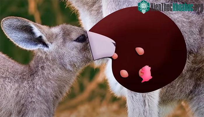 Thú mẹ có thể sản xuất ra nhiều loại sữa cùng lúc, mỗi núm sẽ tiết ra một loại.